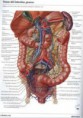 /album/anatomia/anatomia-sistemas-jpg/